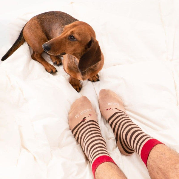Pies en una cama blanca con calcetines a rayas marrones con estampado de perros salchichas y corazones y el mensaje Te quiero infinito junto a un perro Teckel marrón