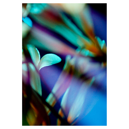 Lámina de flores de Esther Navarro