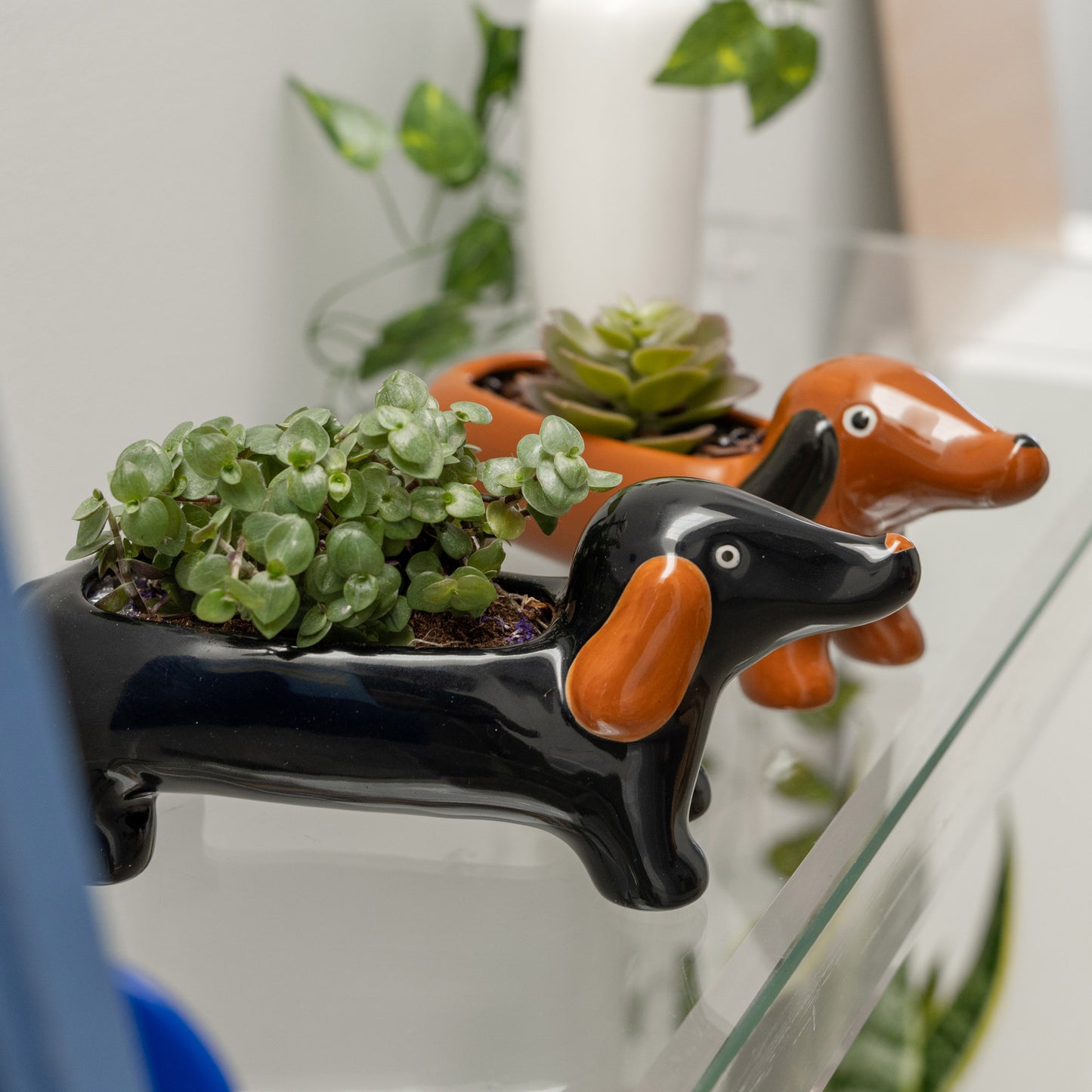 Macetas con forma de perros salchichas o teckels con suculentas