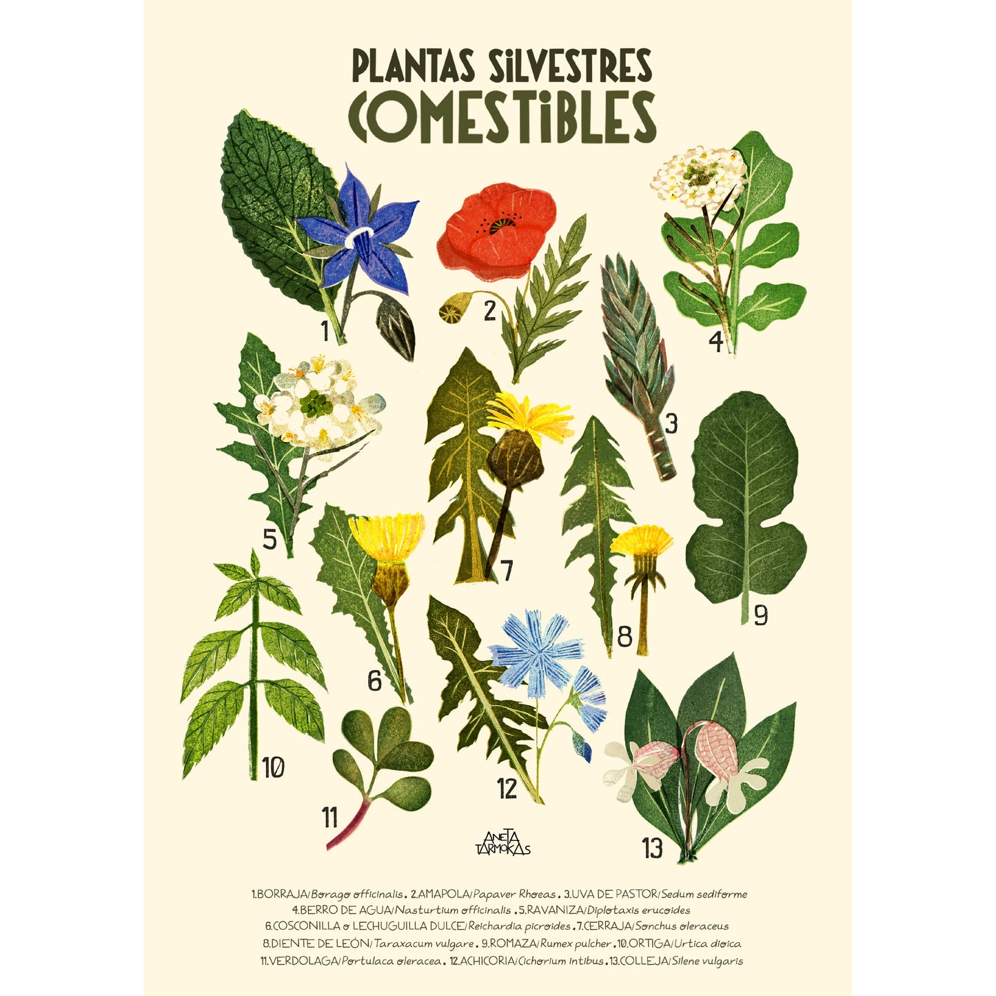 Ilustración de diferentes plantas silvestres y leyenda de Aneta Tarmokas