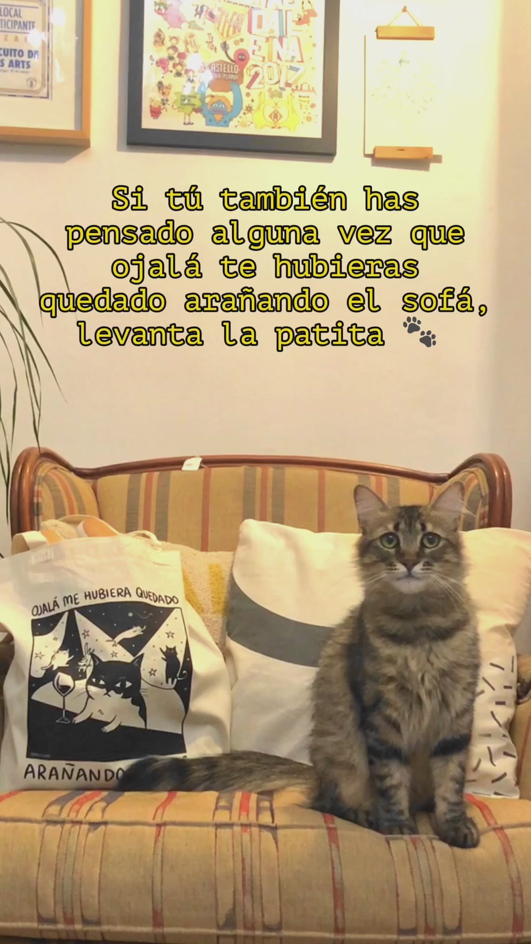video de un gato junto a la tote "ojalá me hubiera quedado arañando el sofá"