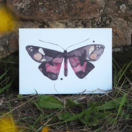 mariposa Leteo borealis de Marialu sobre césped