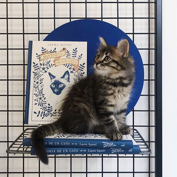 Una gata pequeña al lado del libro ilustrado Historia de un gato, de Laura Agustí.