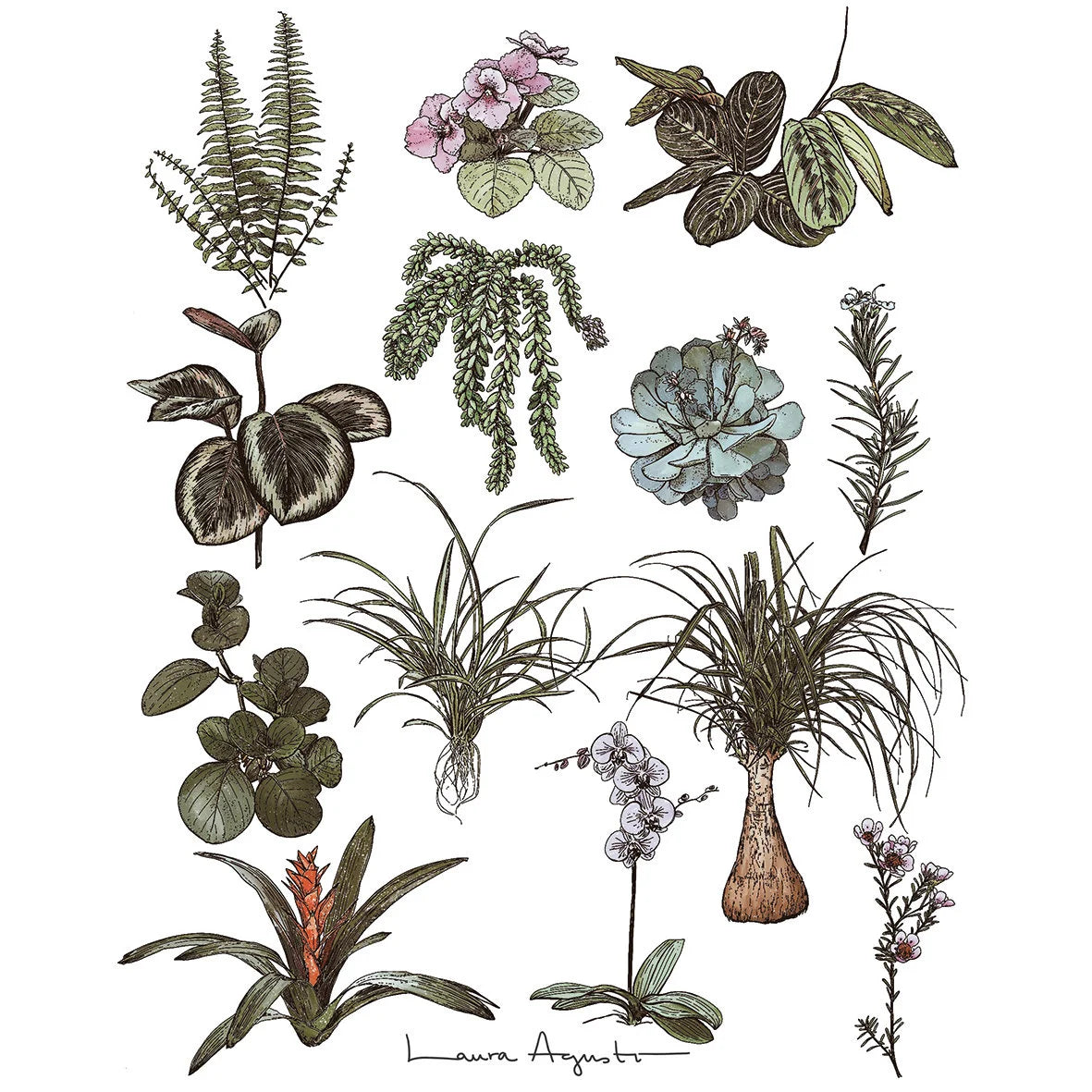 Print Plantas seguras de Laura Agustí que tiene ilustraciones de plantas aptas para la convicencia con gatos