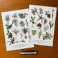 Pritnt Plantas seguras de Laura Agustí que tiene ilustraciones de plantas aptas para la convicencia con gatos y print con plantas que no son sanaas