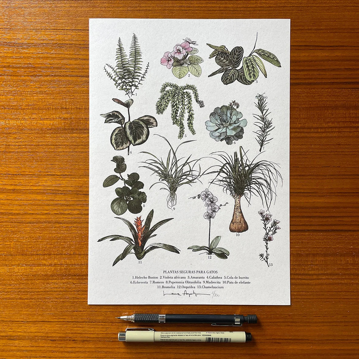 Print Plantas seguras de Laura Agustí que tiene ilustraciones de plantas aptas para la convicencia con gatos