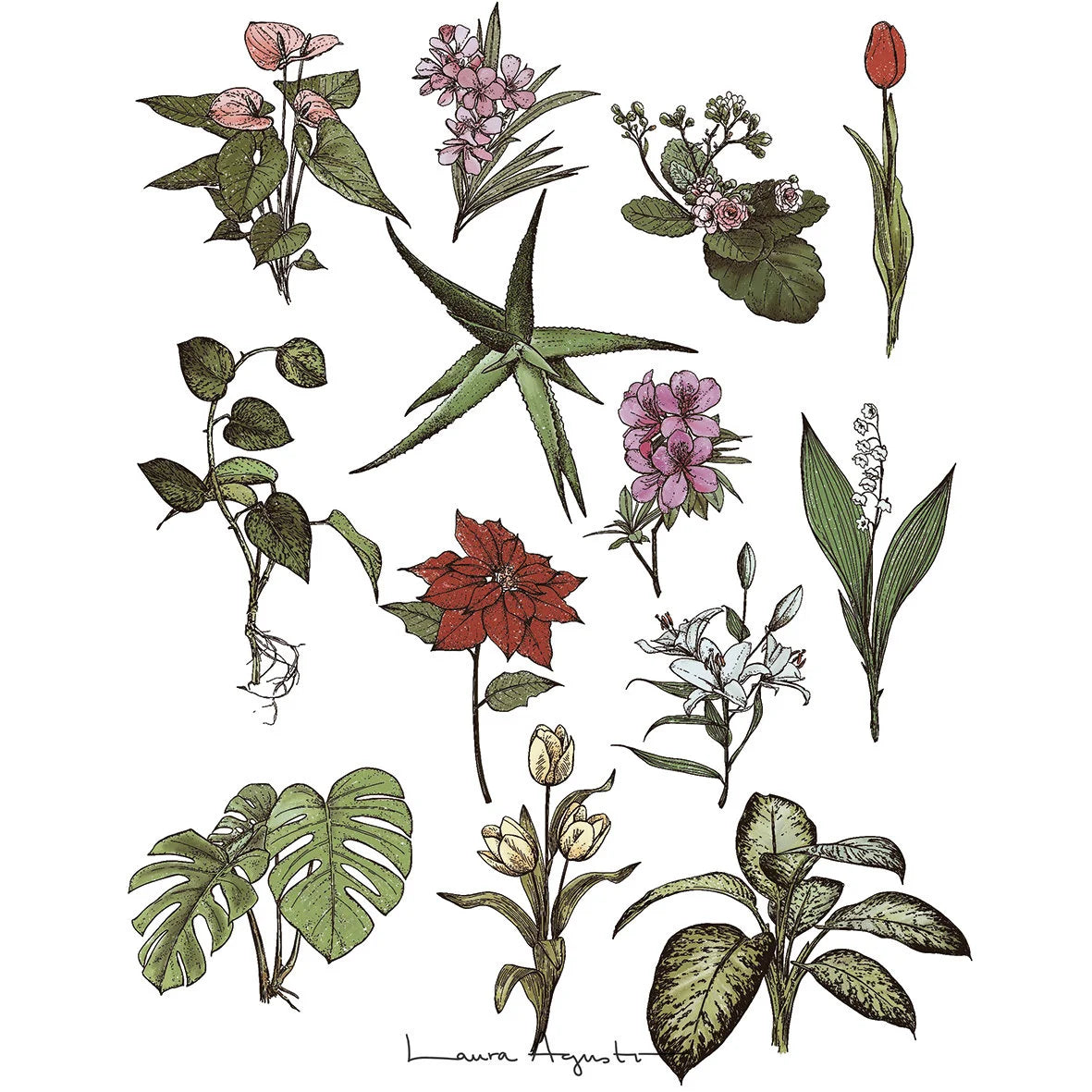 detalle de ilustración de laura agustí mostrando plantas tóxicas para gatos