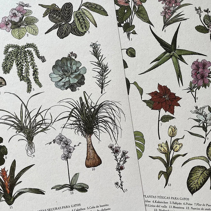 Detalle Print Plantas seguras de Laura Agustí que tiene ilustraciones de plantas aptas para la convivencia con gatos