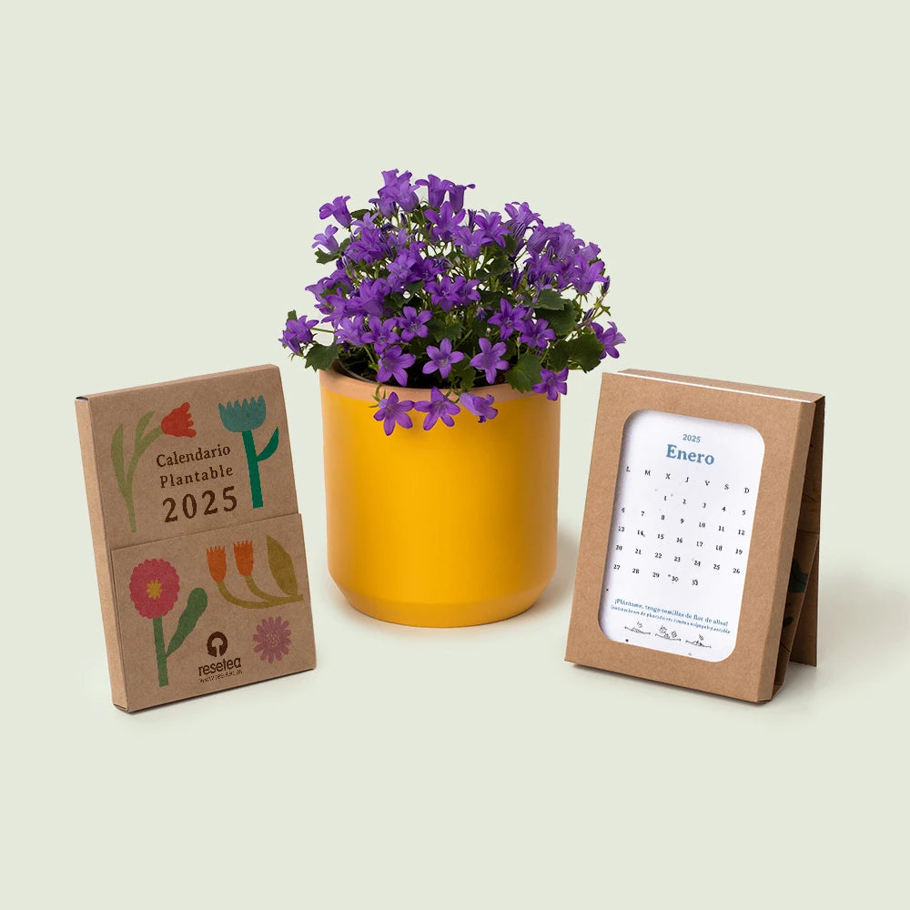  calendario de mesa plantable 2025 hecho en papel de semillas con una maceta amarilla con flores moradas