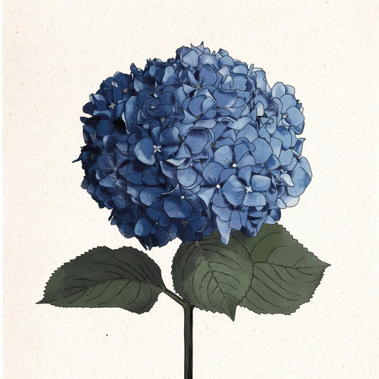 Ilustración de una hortensia azul de Laura Agustí