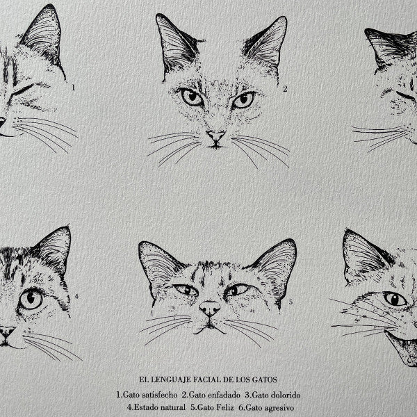 Detalle de la ilustración y leyenda con el lenguaje facial de los gatos ilustrado por Laura Agustí