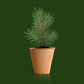 Kit de cultivo árbol de Navidad