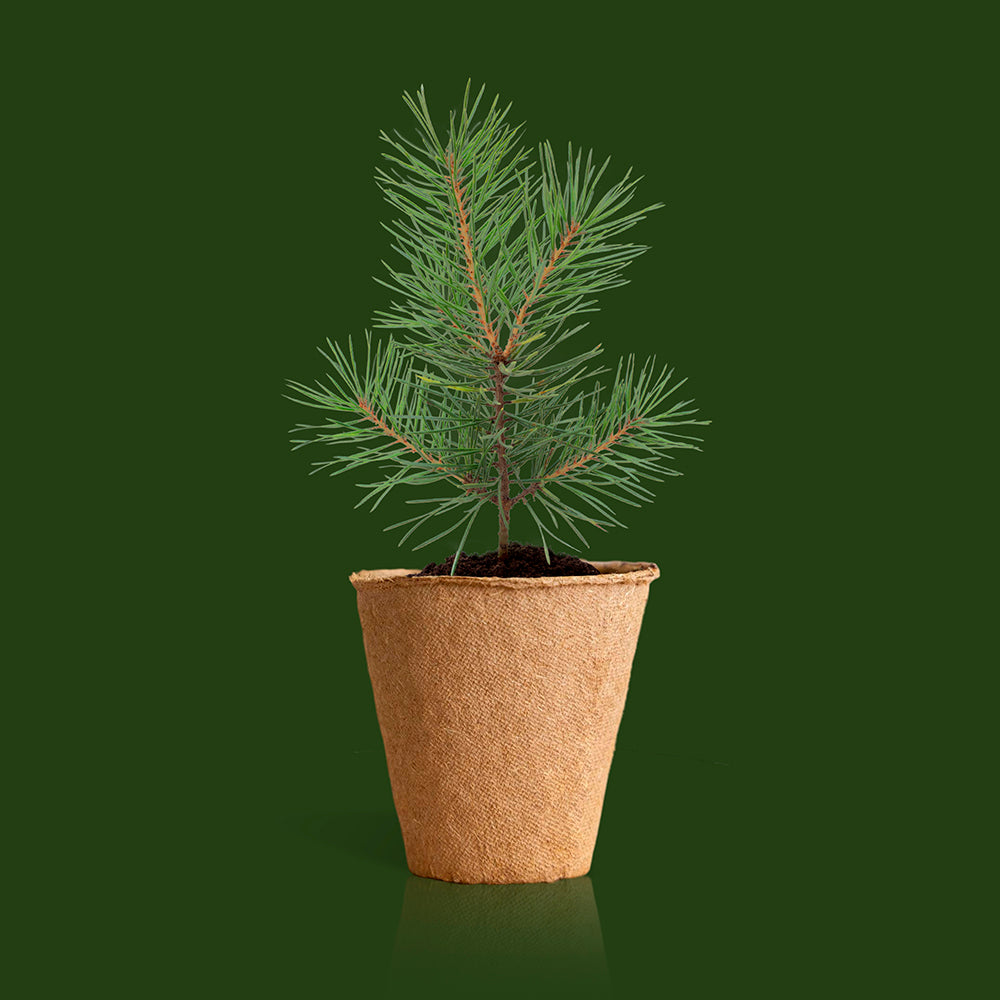 Kit de cultivo árbol de Navidad
