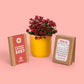 calendario plantable 2027 de resetea con mix de flores cerrado y abierto al lado de una maceta con una planta con flores rojas