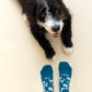 Calcetines amor perruno azules con perritos diferentes dibujados y una perrito muy bonito mirando a la cámara