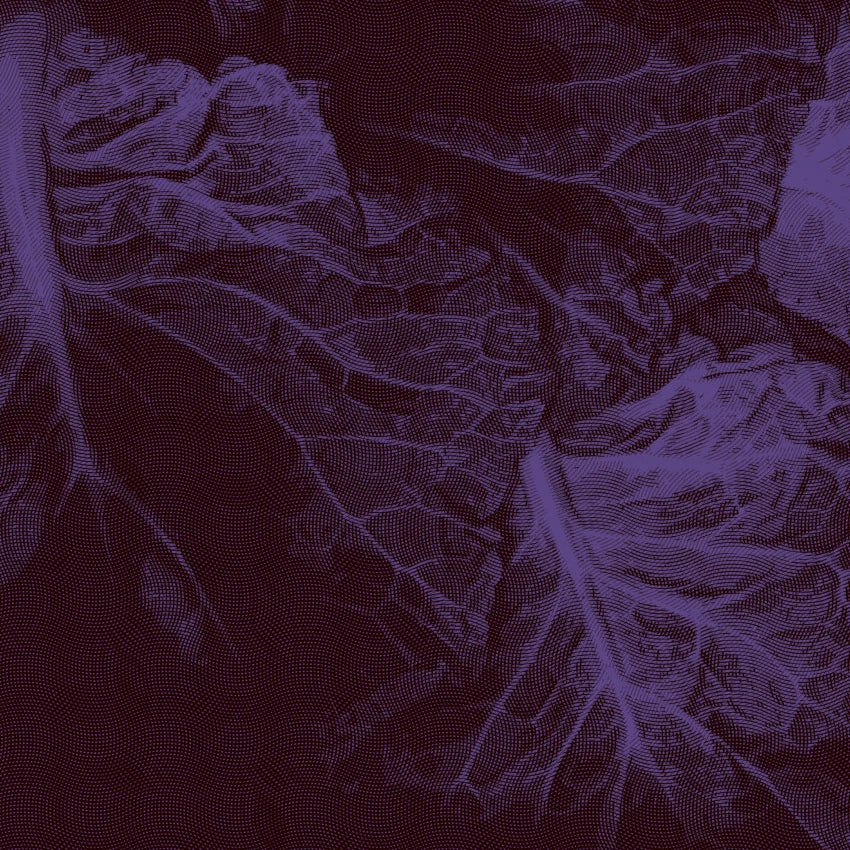 imagen de hojas de col