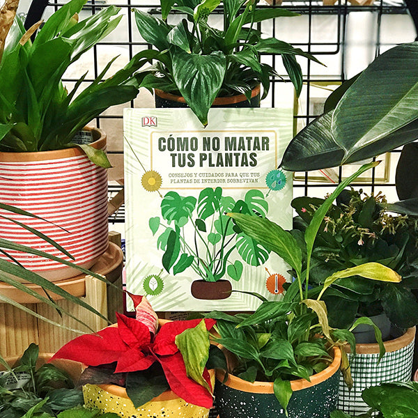 Libro para cuidar tus plantas rodeado de plantas de interior
